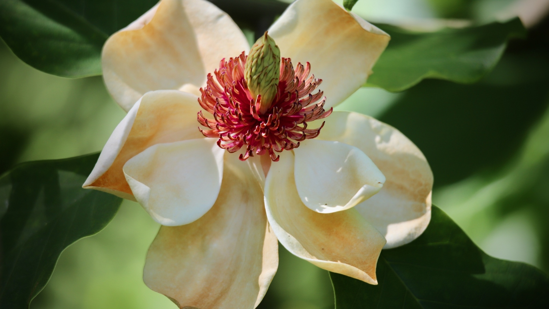 Красивая нежная кремовая магнолия