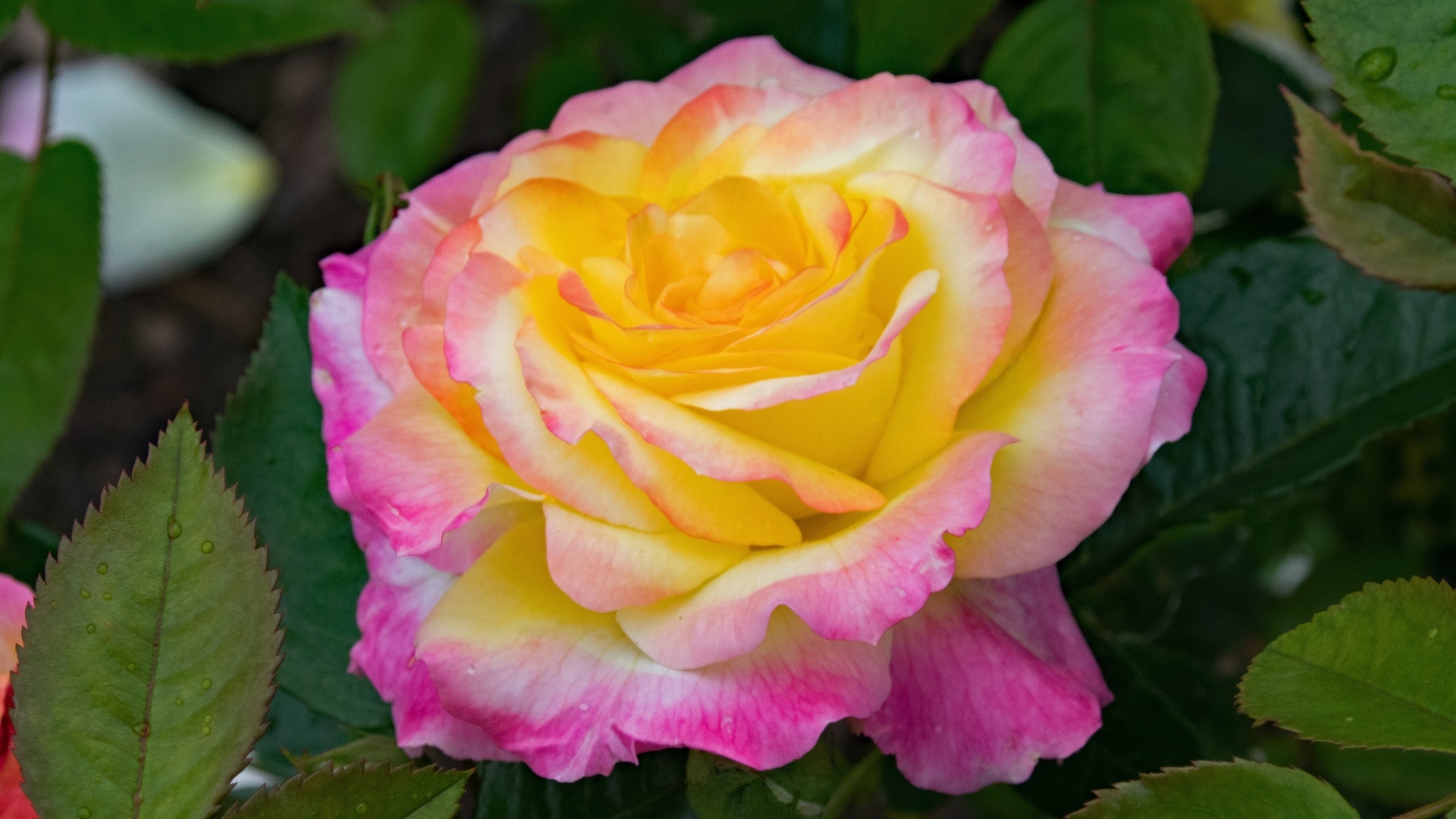 Красивые нежные розовые лепестки розы с желтой серединкой