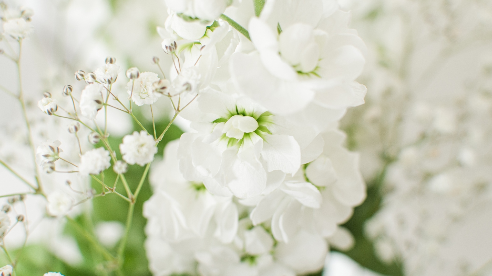 Красивый нежный белый цветок крупным планом