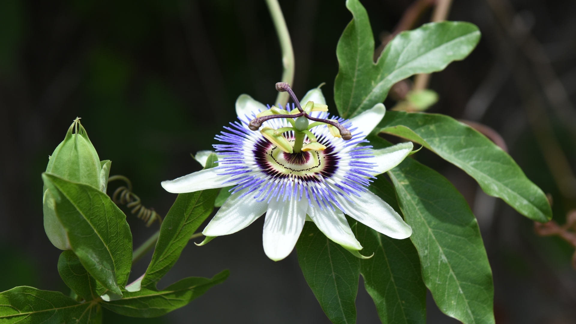 Красивый экзотический цветок на ветке