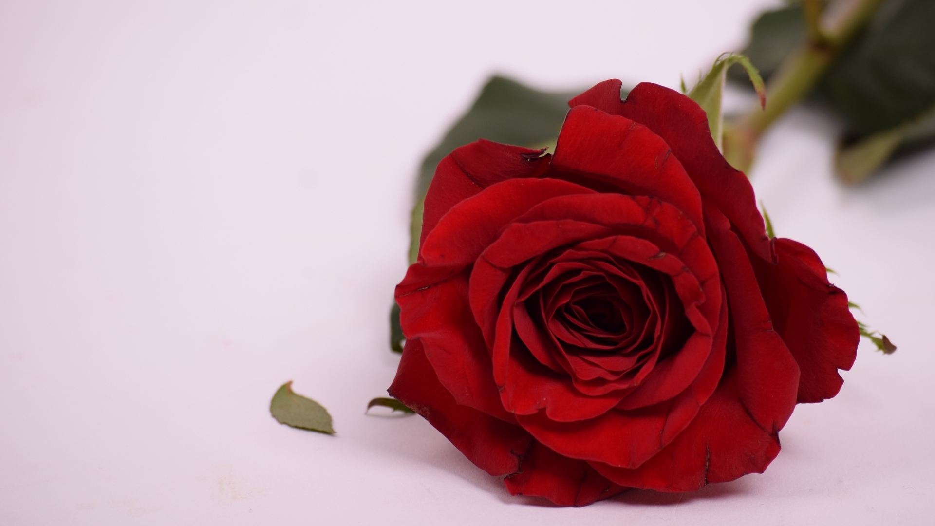 Красивая ароматная красная роза на сером фоне