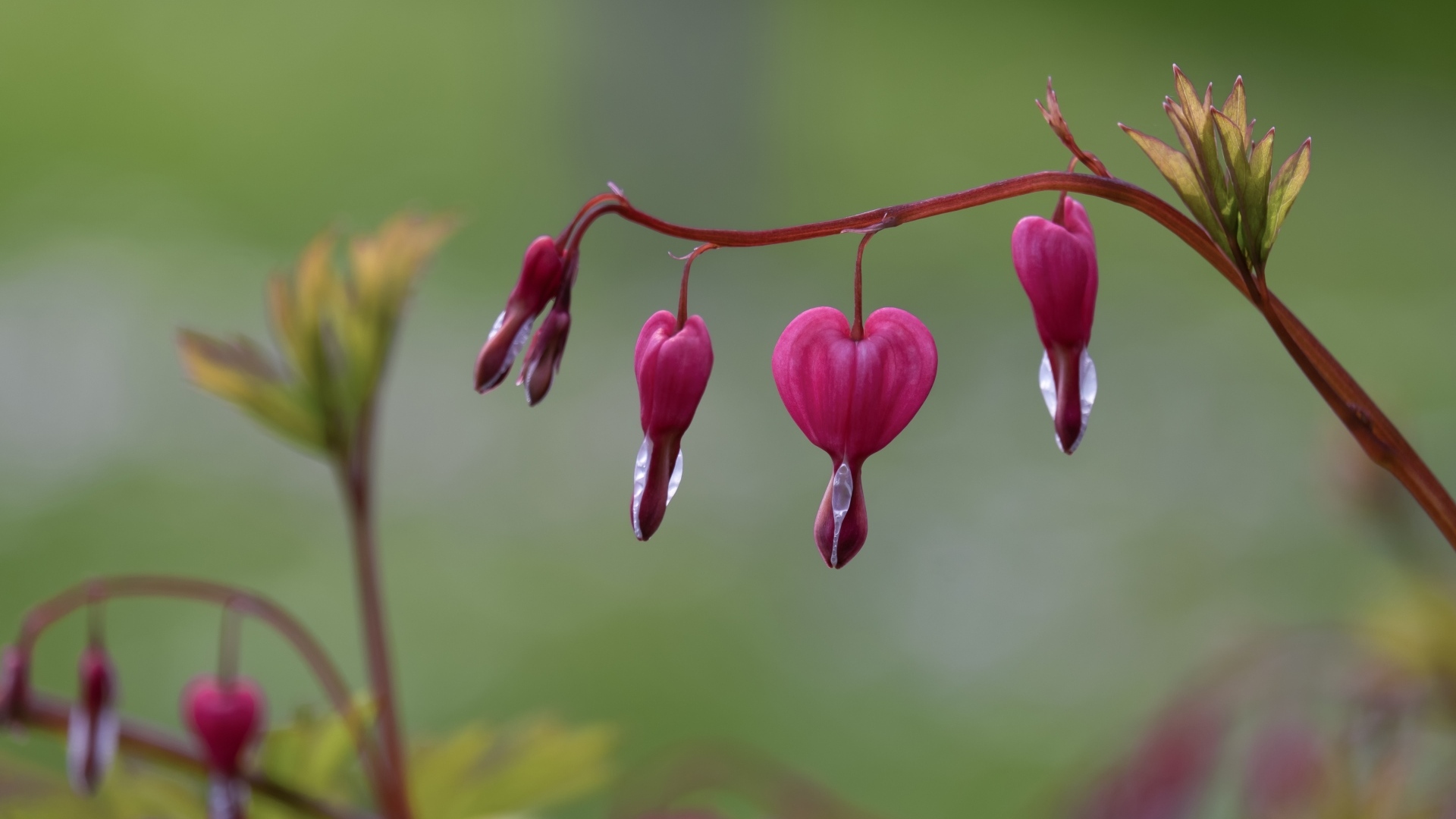 Красивые цветы фуксии крупным планом