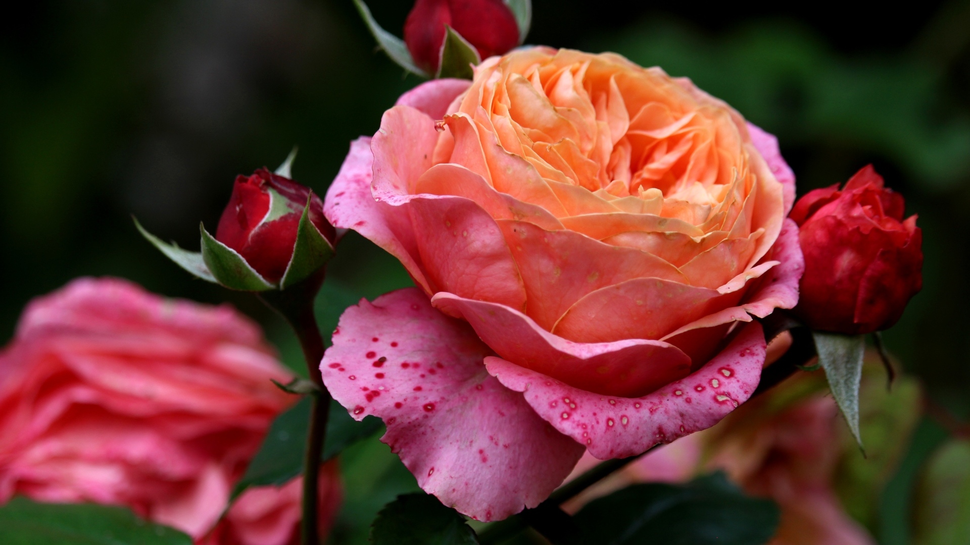 Красивая садовая розовая роза с бутонами