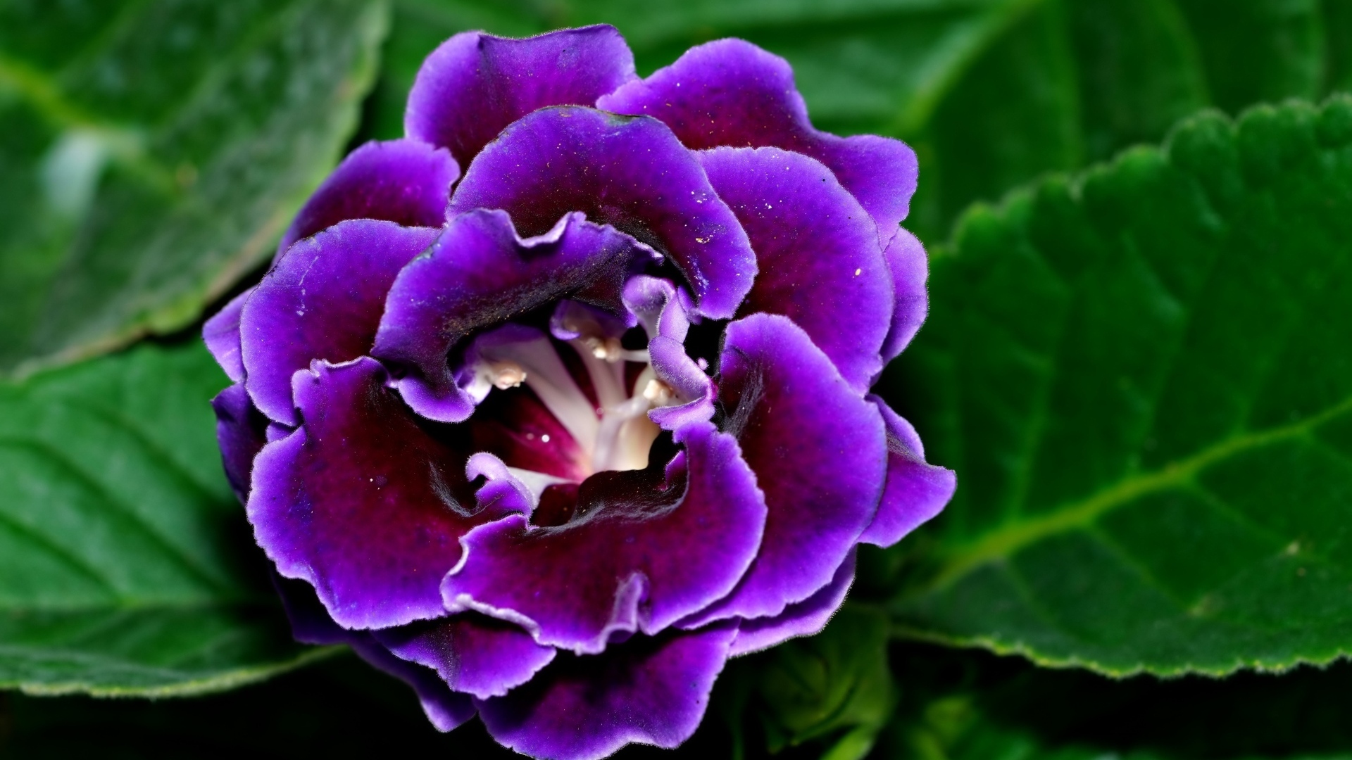 Красивый цветок глоксиния с зелеными листьями