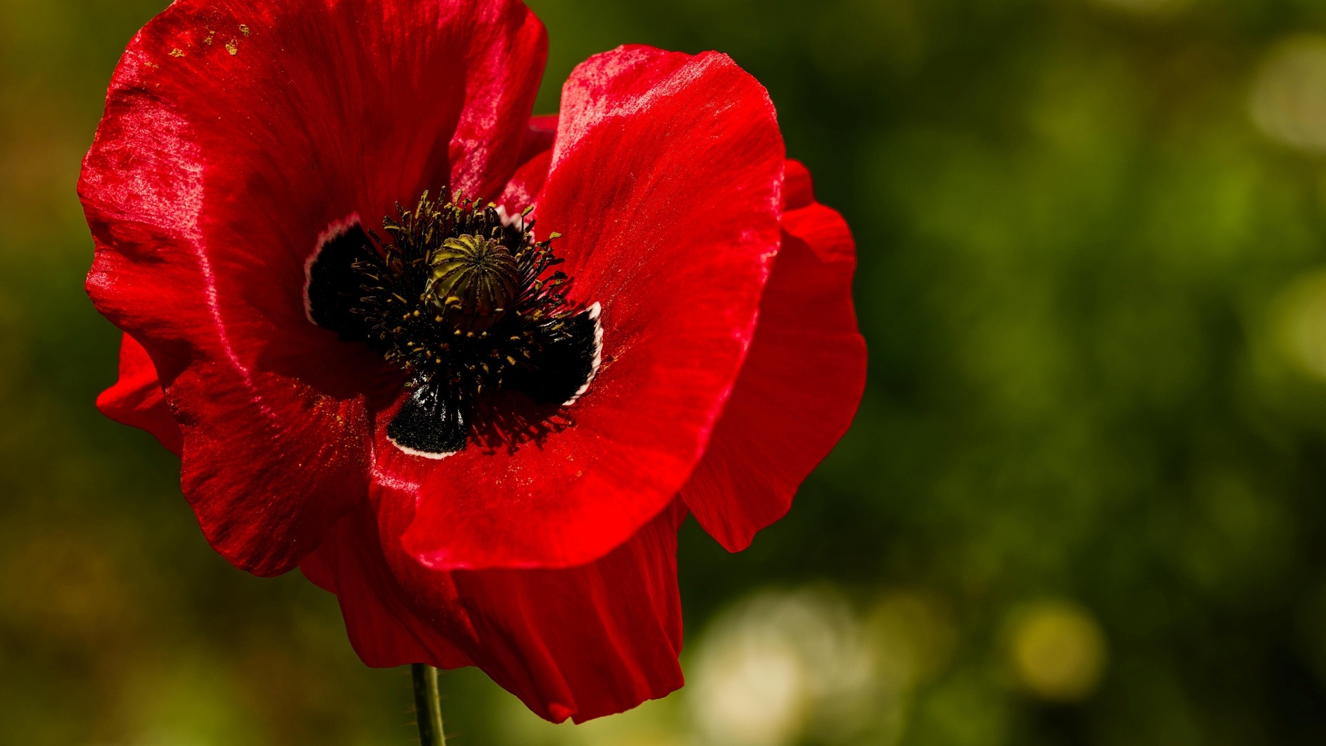 Красивый крупный цветок красного мака