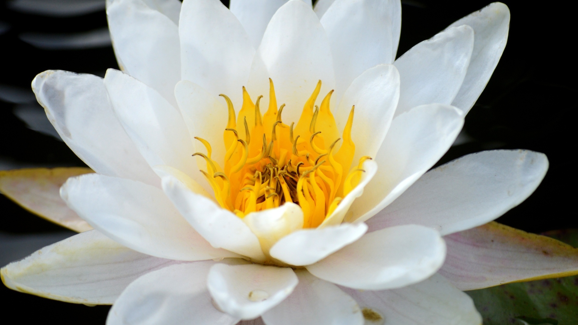 Красивый большой цветок водной лилии с желтой серединой