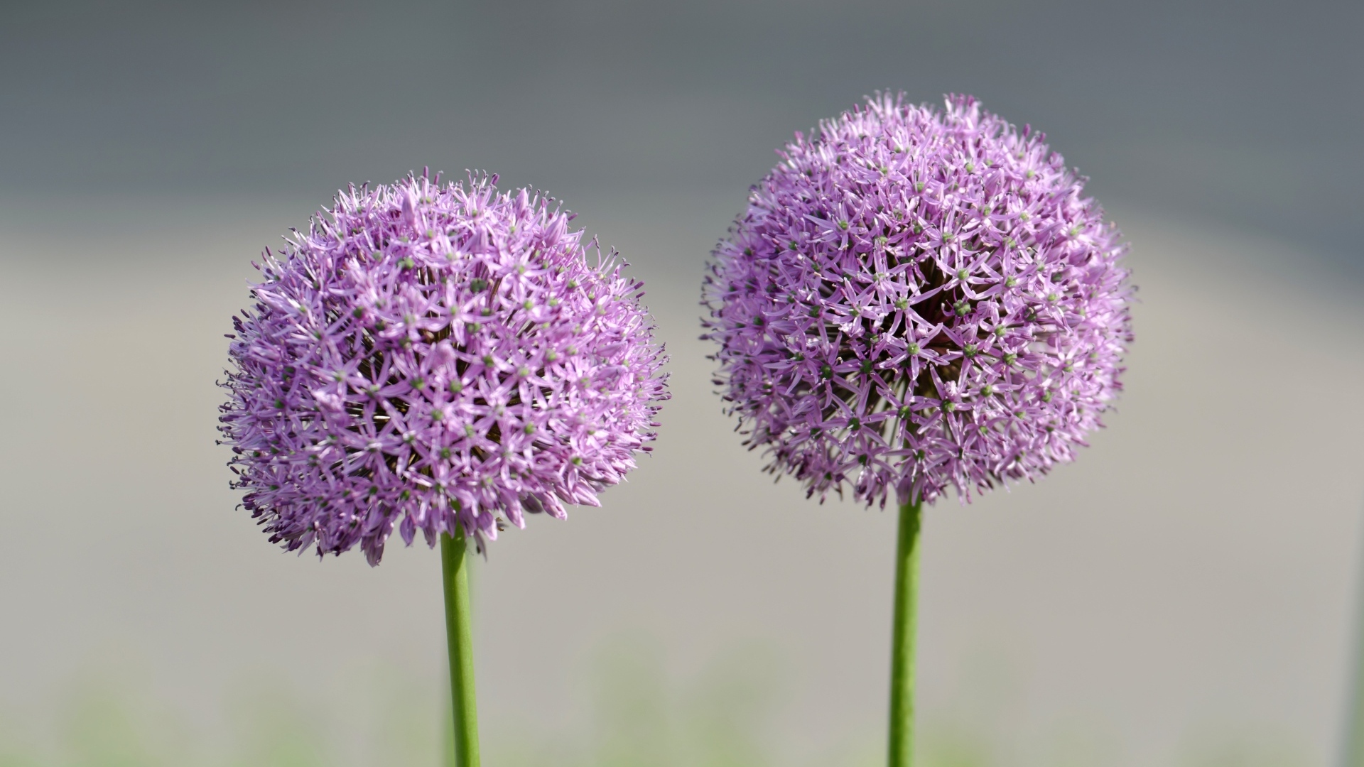 Красивые сиреневые шарики цветка Аллиум