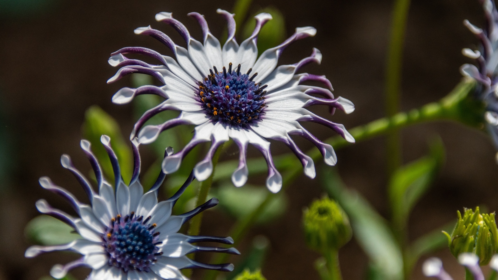 Красивые сиреневые цветы остеоспермум