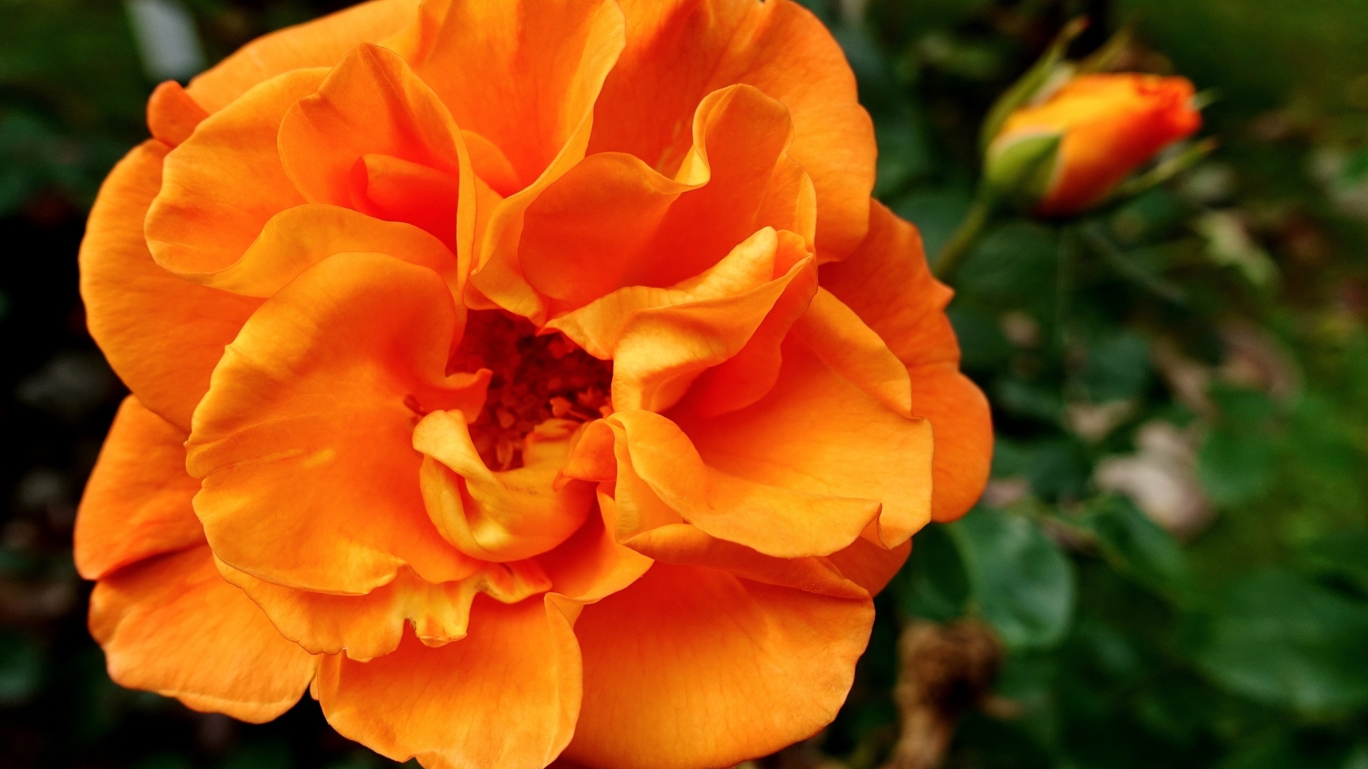 Красивая роза апельсинового цвета