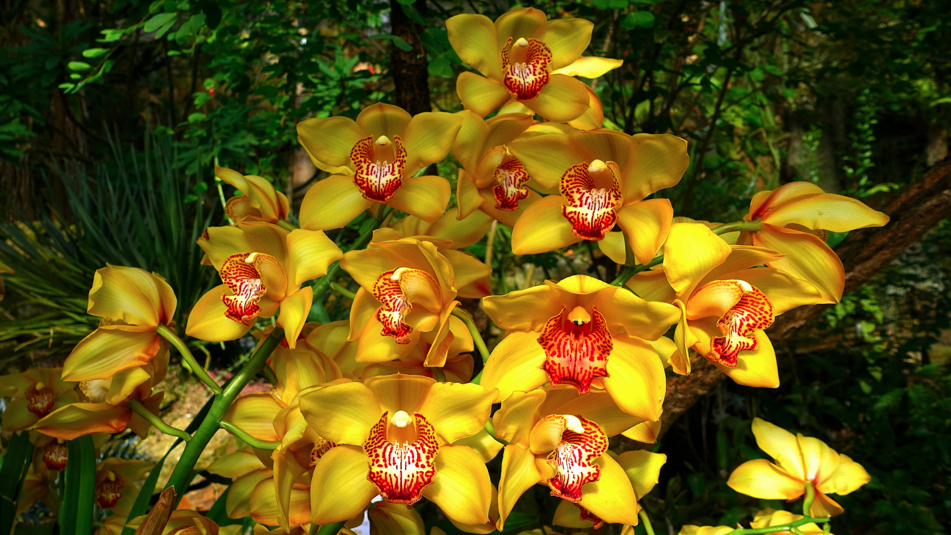 Красивые оранжевые цветы орхидеи в лесу