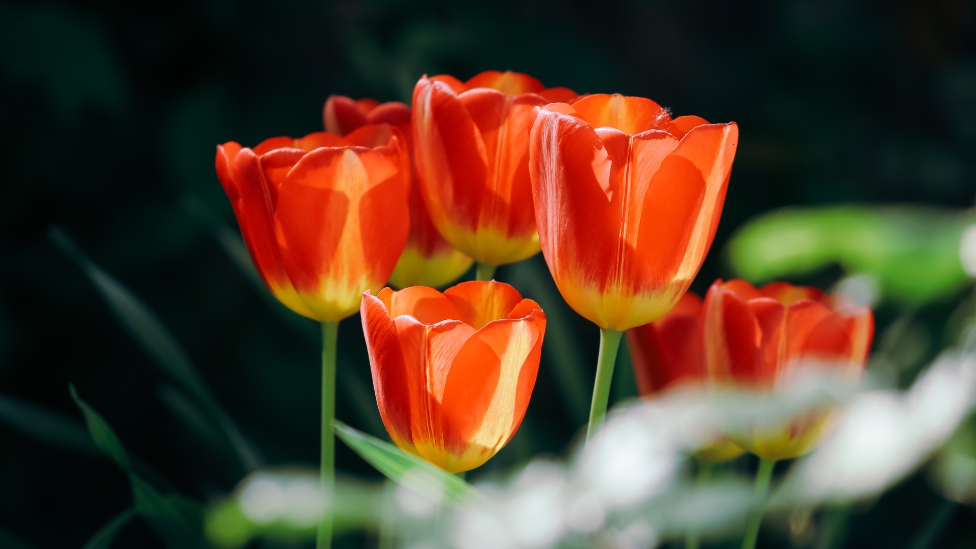 Красивые оранжевые весенние тюльпаны на клумбе