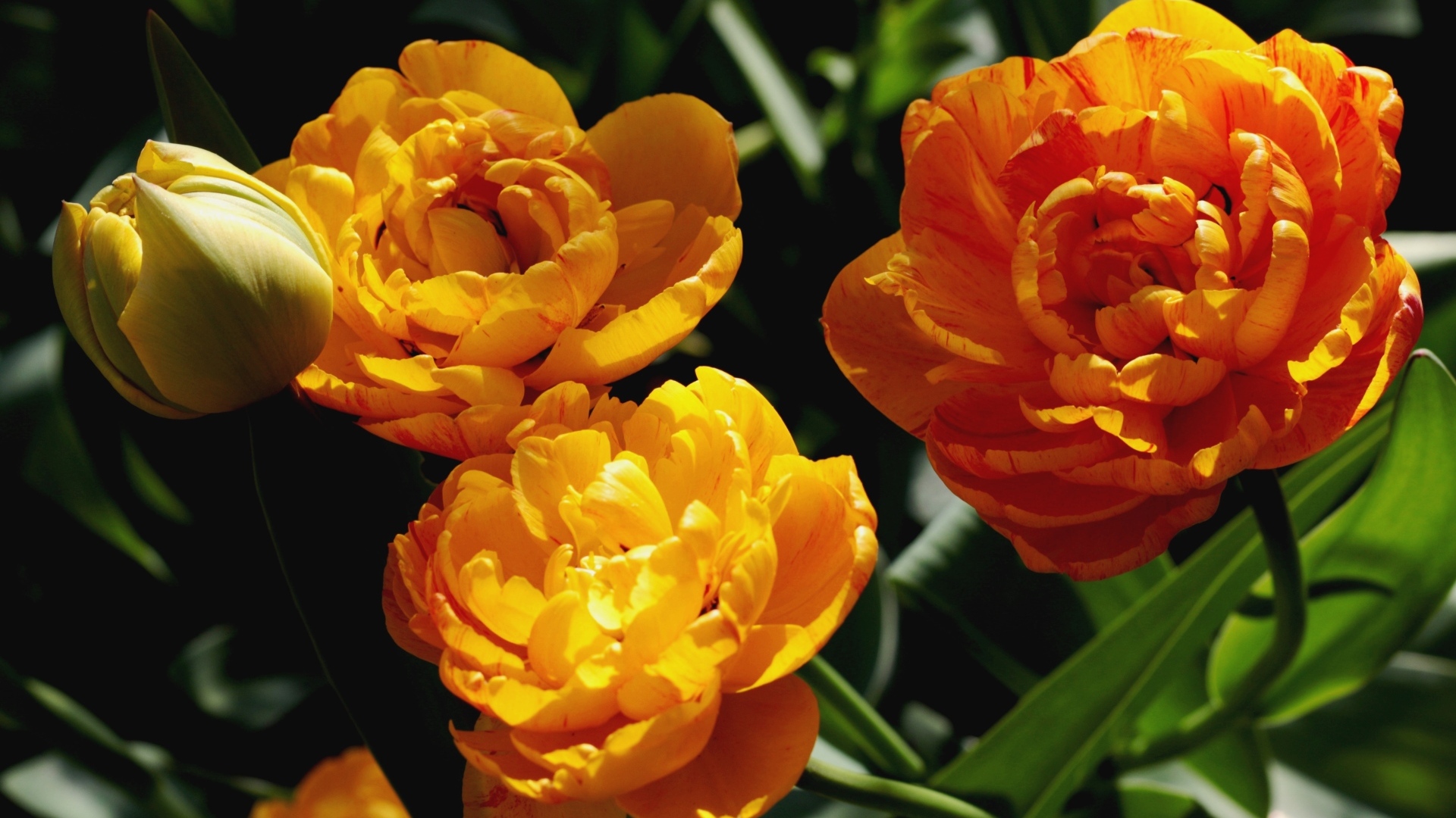 Красивые оранжевые тюльпаны на клумбе