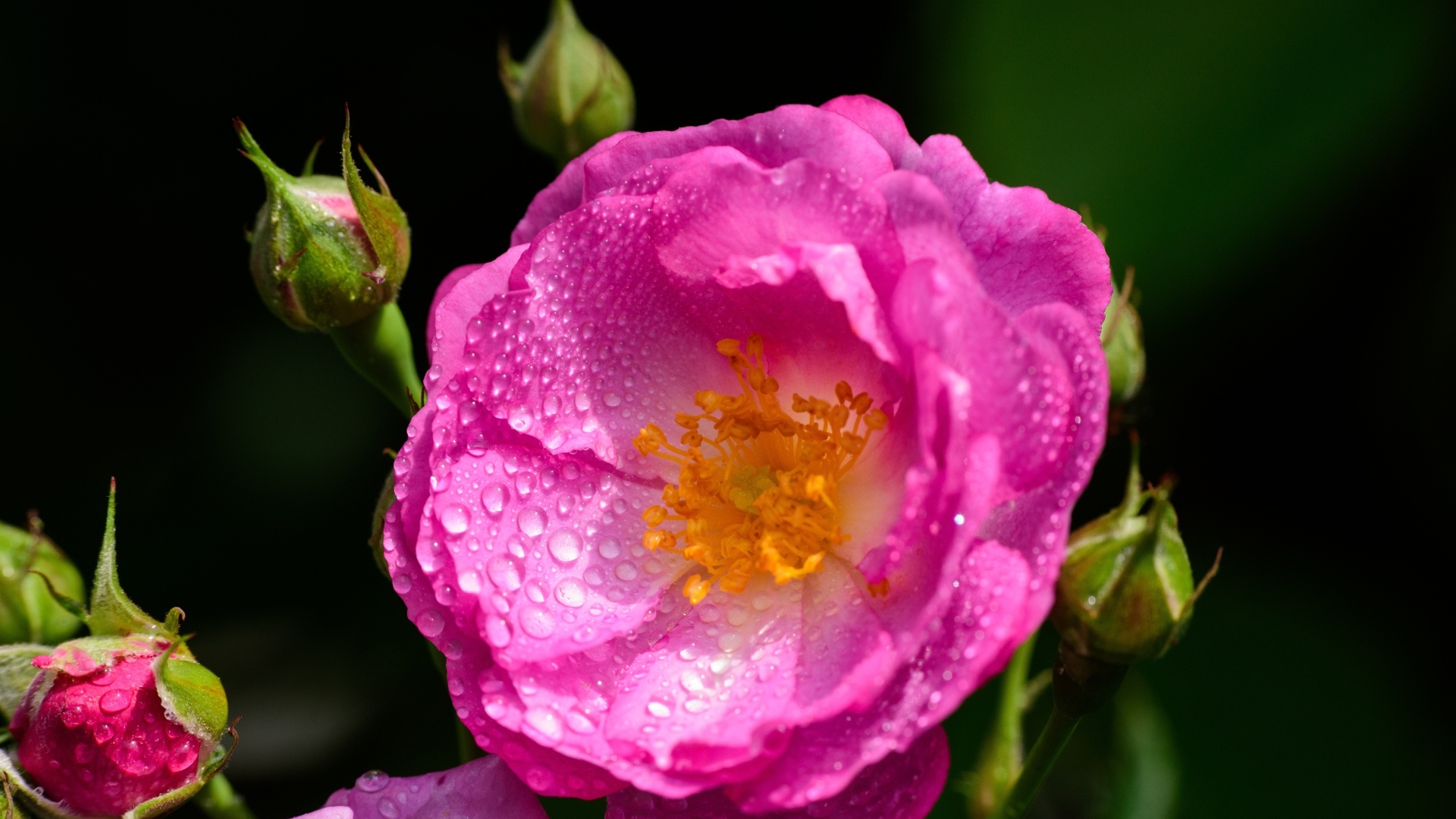 Красивая парковая роза с бутонами в каплях воды