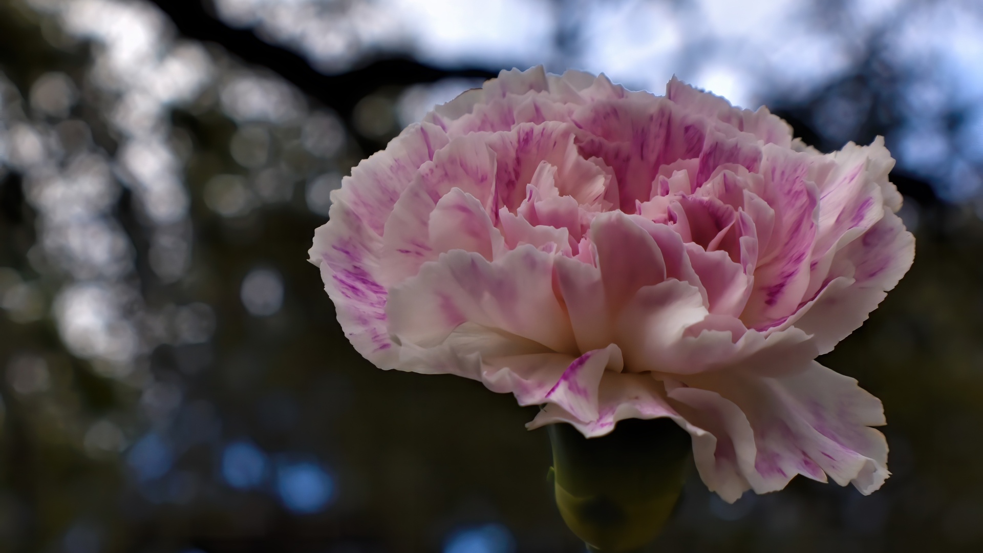 Красивая розовая гвоздика крупным планом