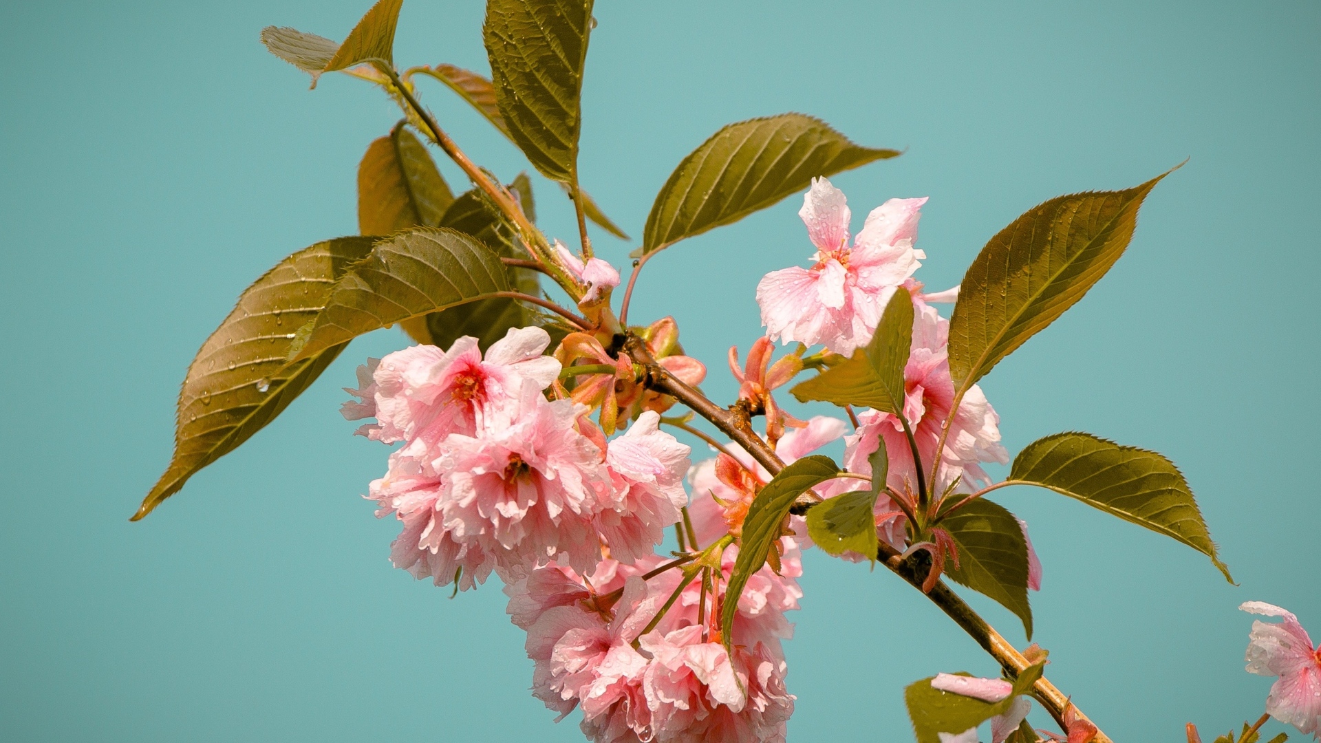 Красивые розовые цветы на ветках черешни 