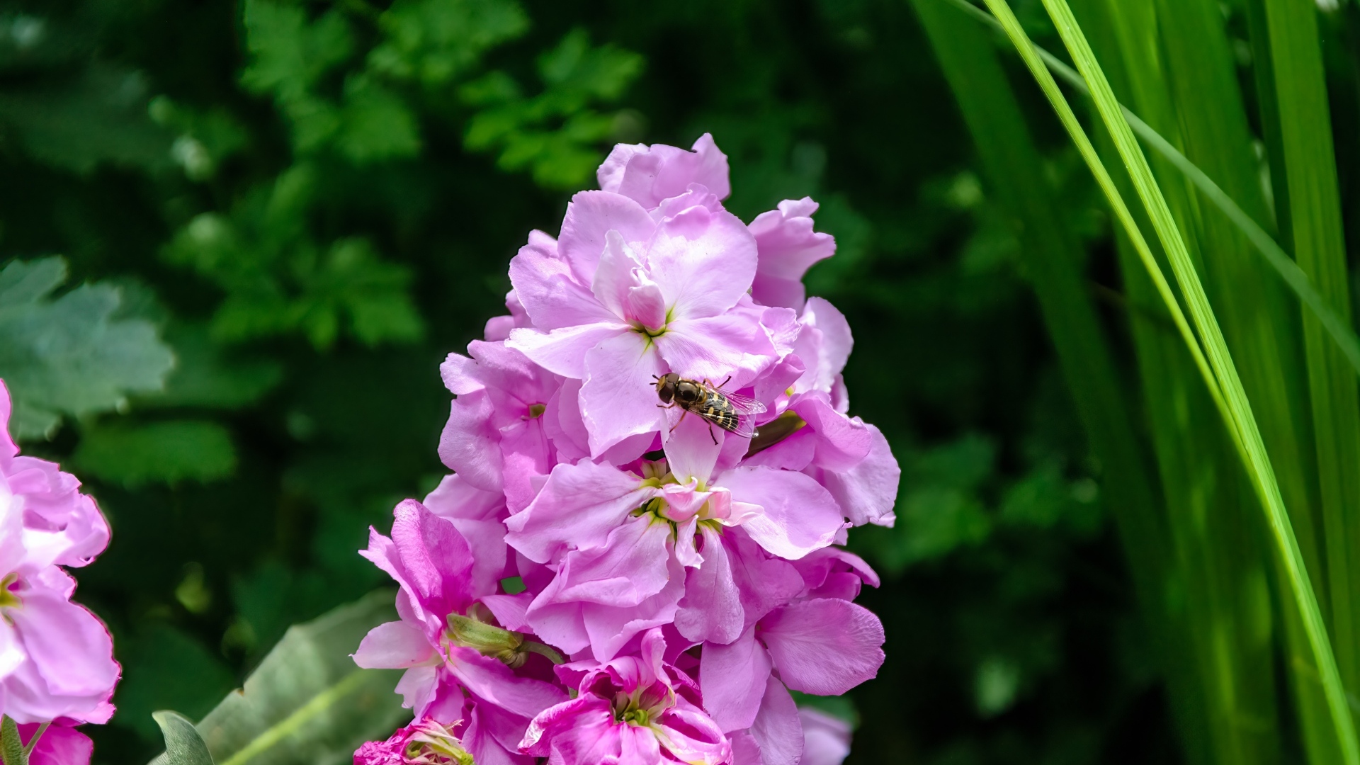 Красивый розовый садовый цветок