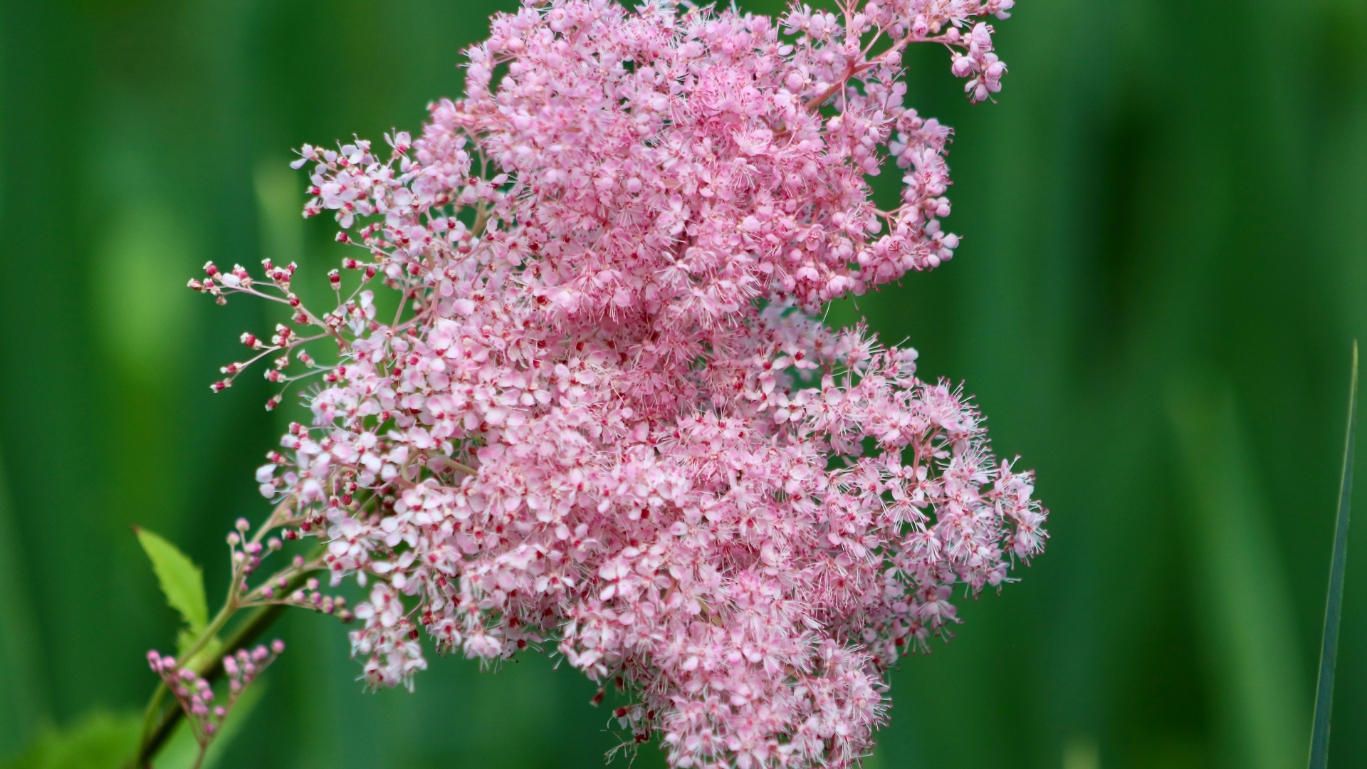 Красивый розовый цветок таволга