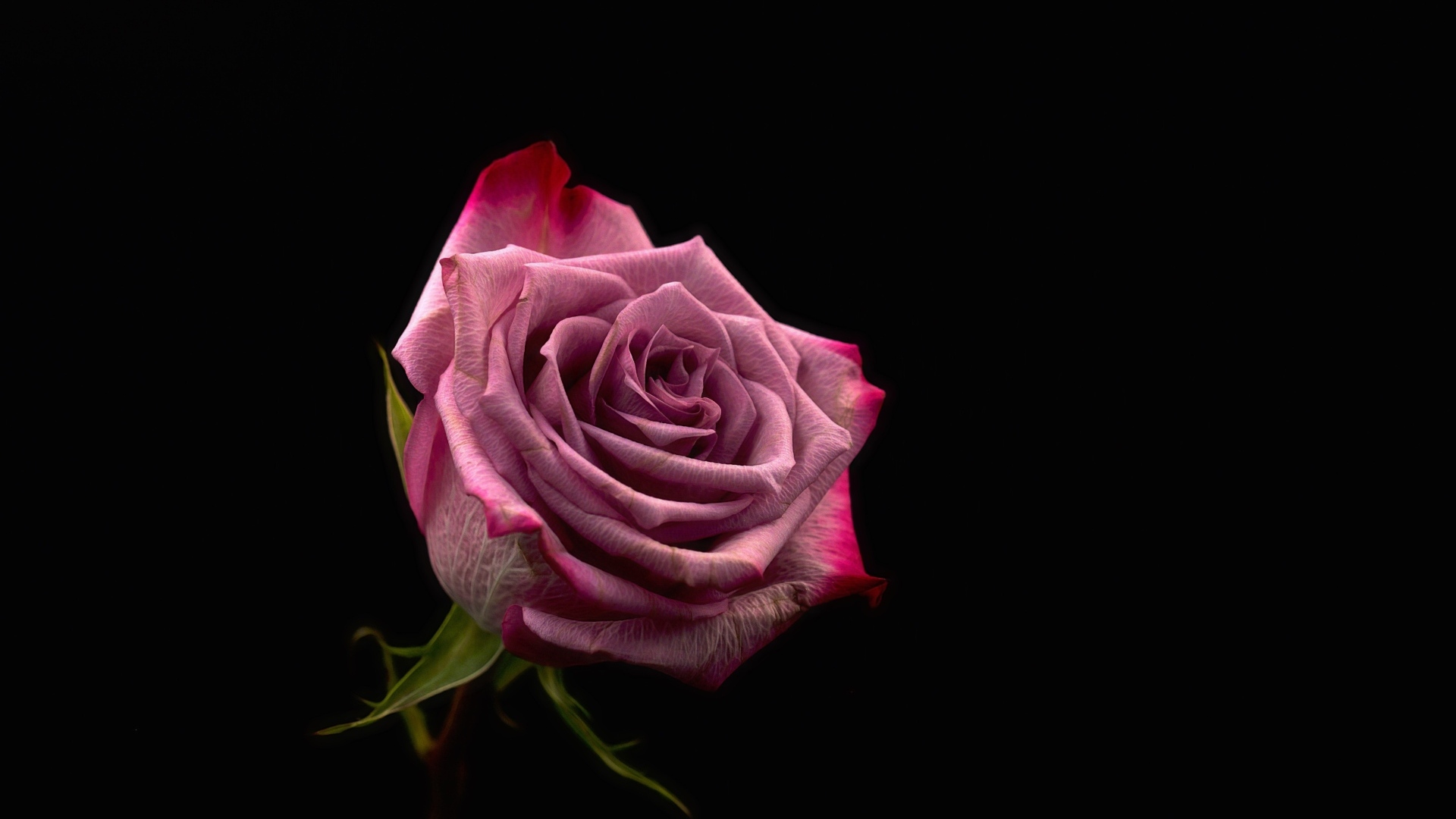 Красивая розовая роза на черном фоне