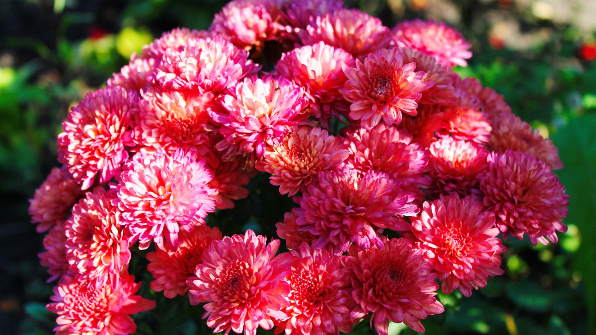 Красивые розовые кустовые хризантемы на клумбе