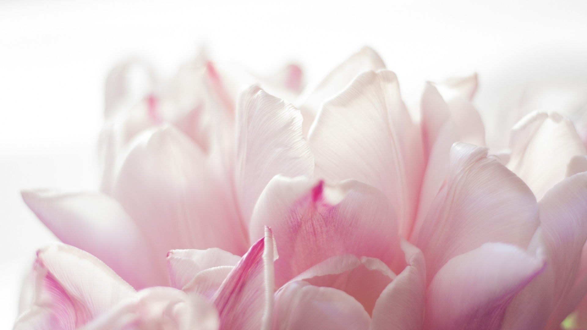 Красивые розовые лепестки тюльпана 