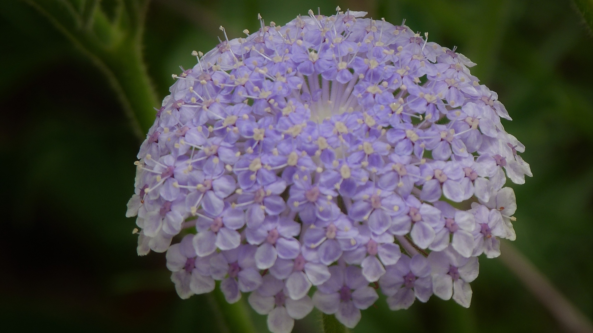 Красивый фиолетовый цветок скабиоза