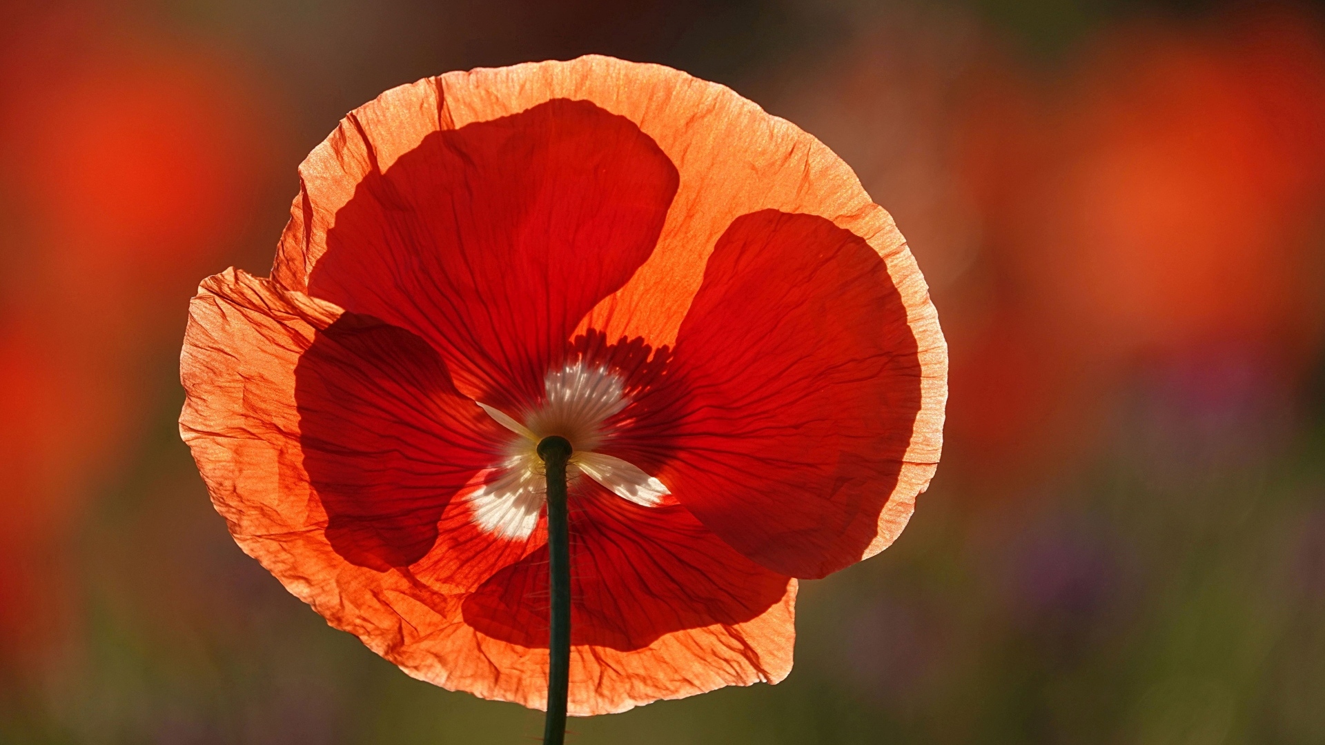 Красивый красный цветок мака в лучах солнца