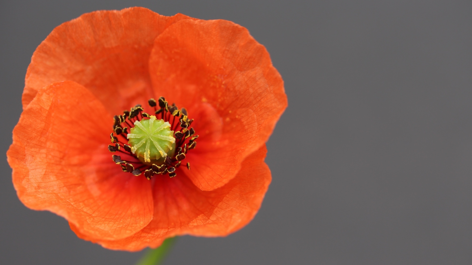 Красивый красный цветок мака на сером фоне