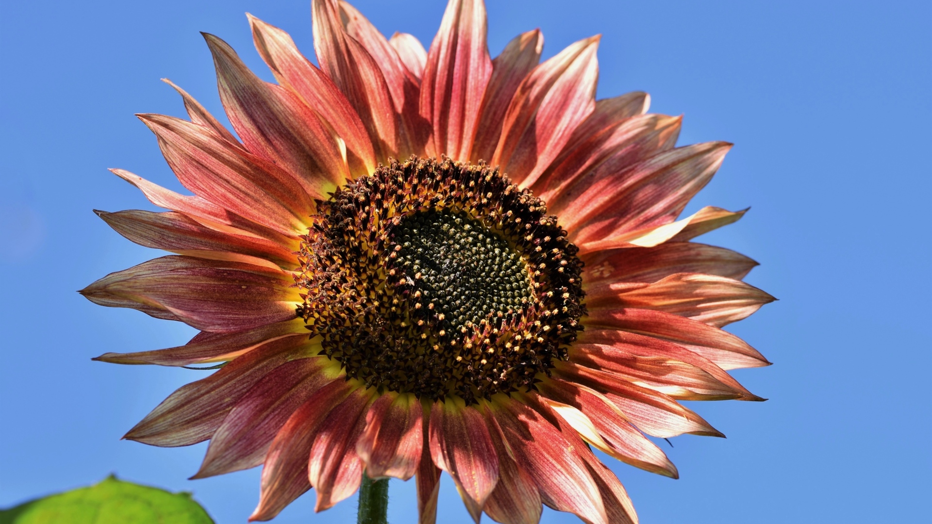 Красивый красный подсолнух на голубом фоне