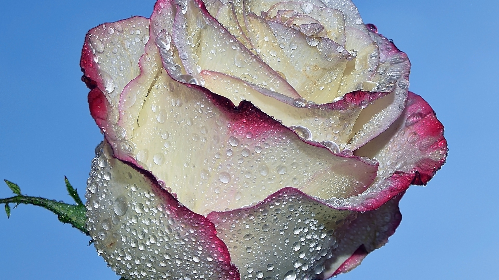 Красивая роза в каплях росы на голубом фоне