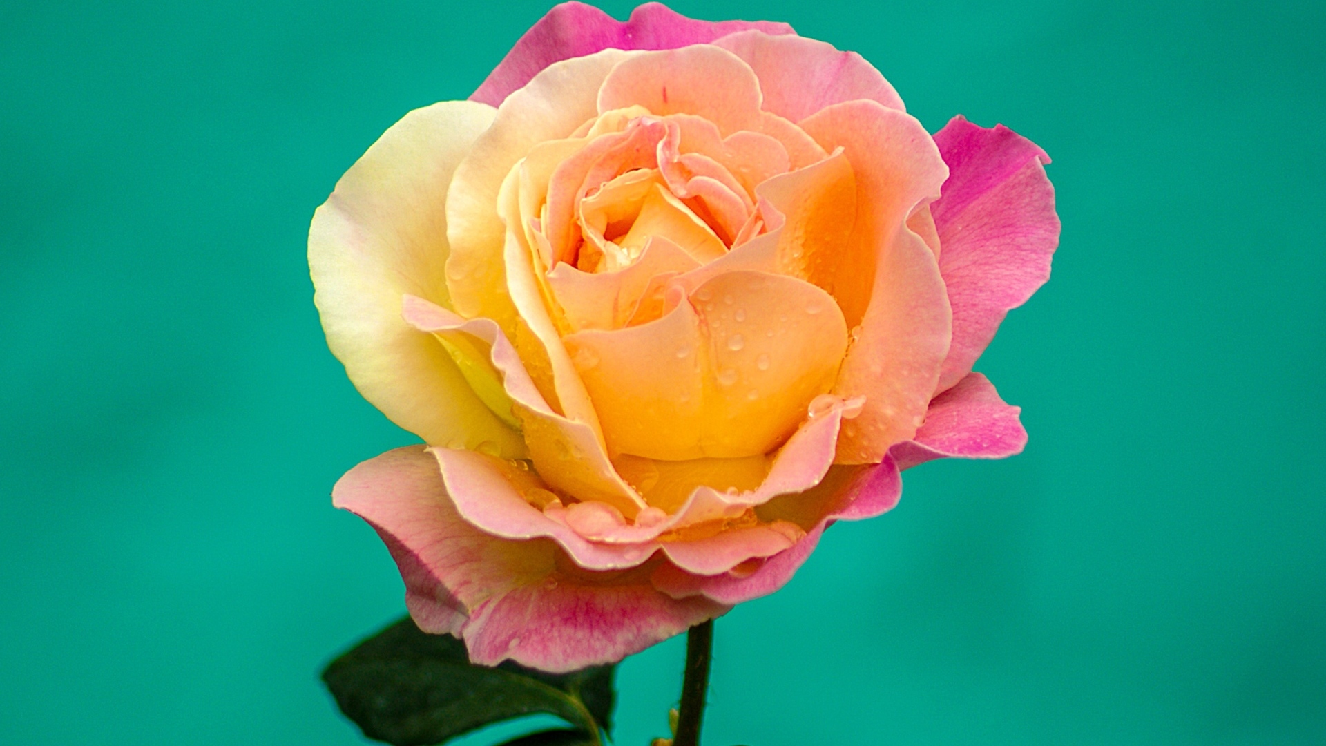 Красивая роза на голубом фоне