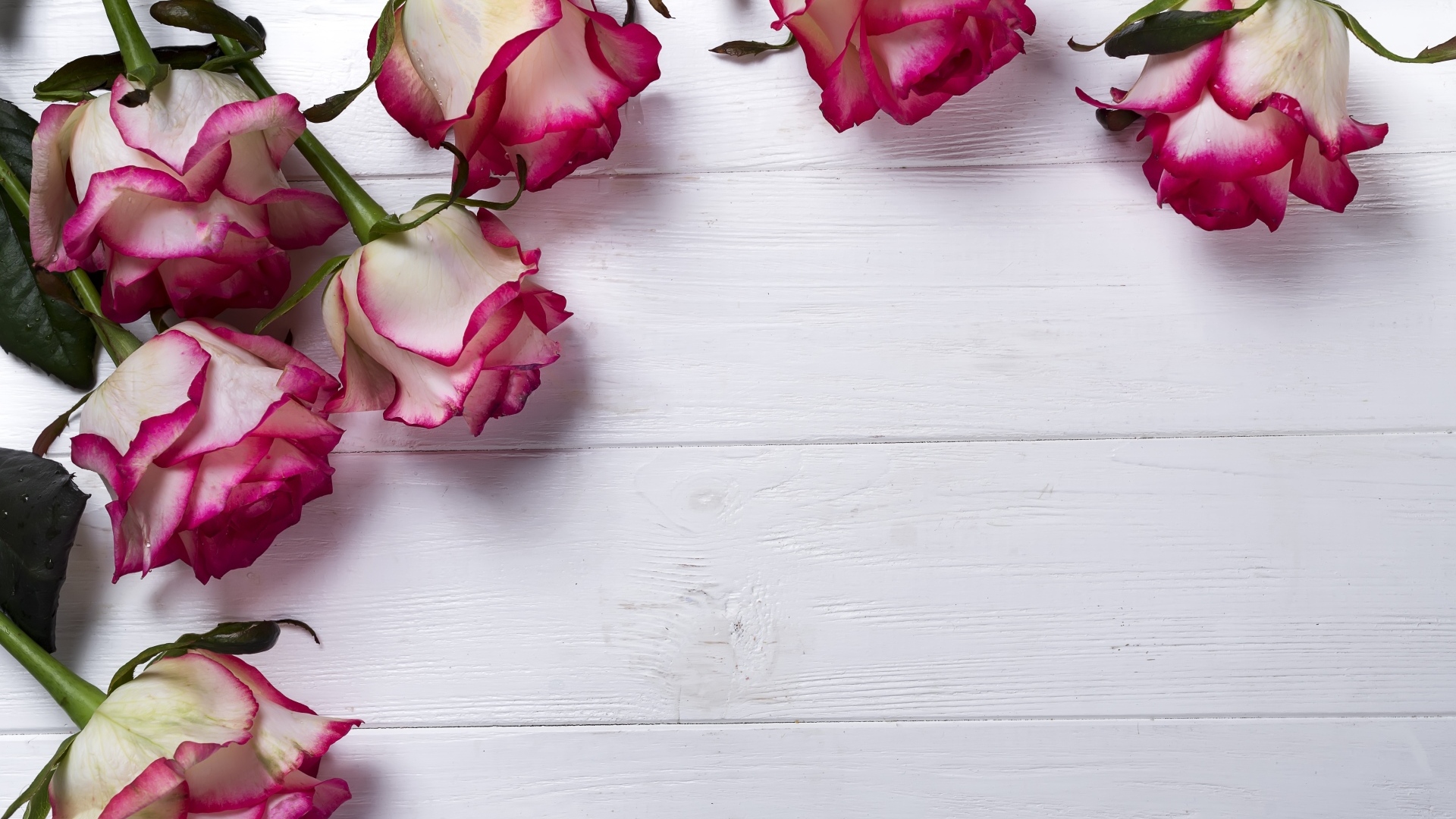 Красивые розы на деревянном фоне