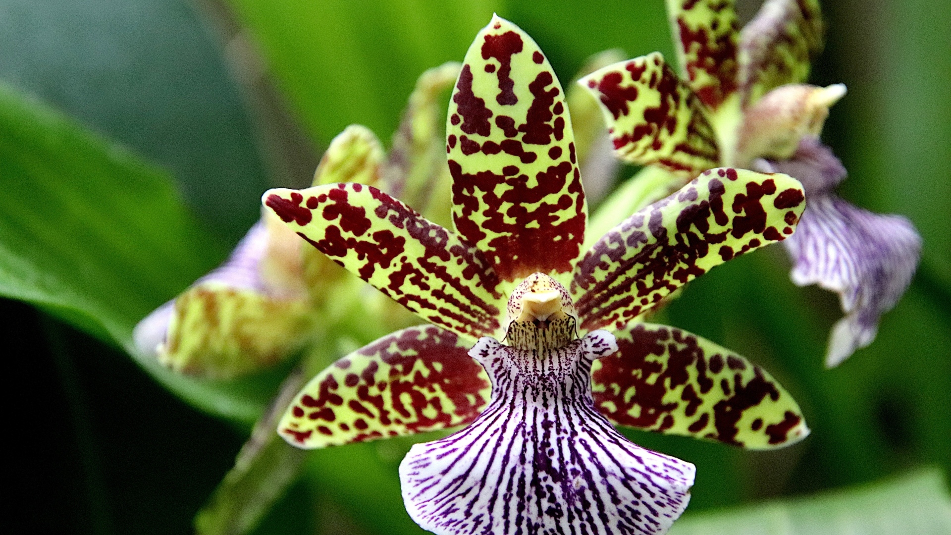 Красивая пятнистая экзотическая орхидея