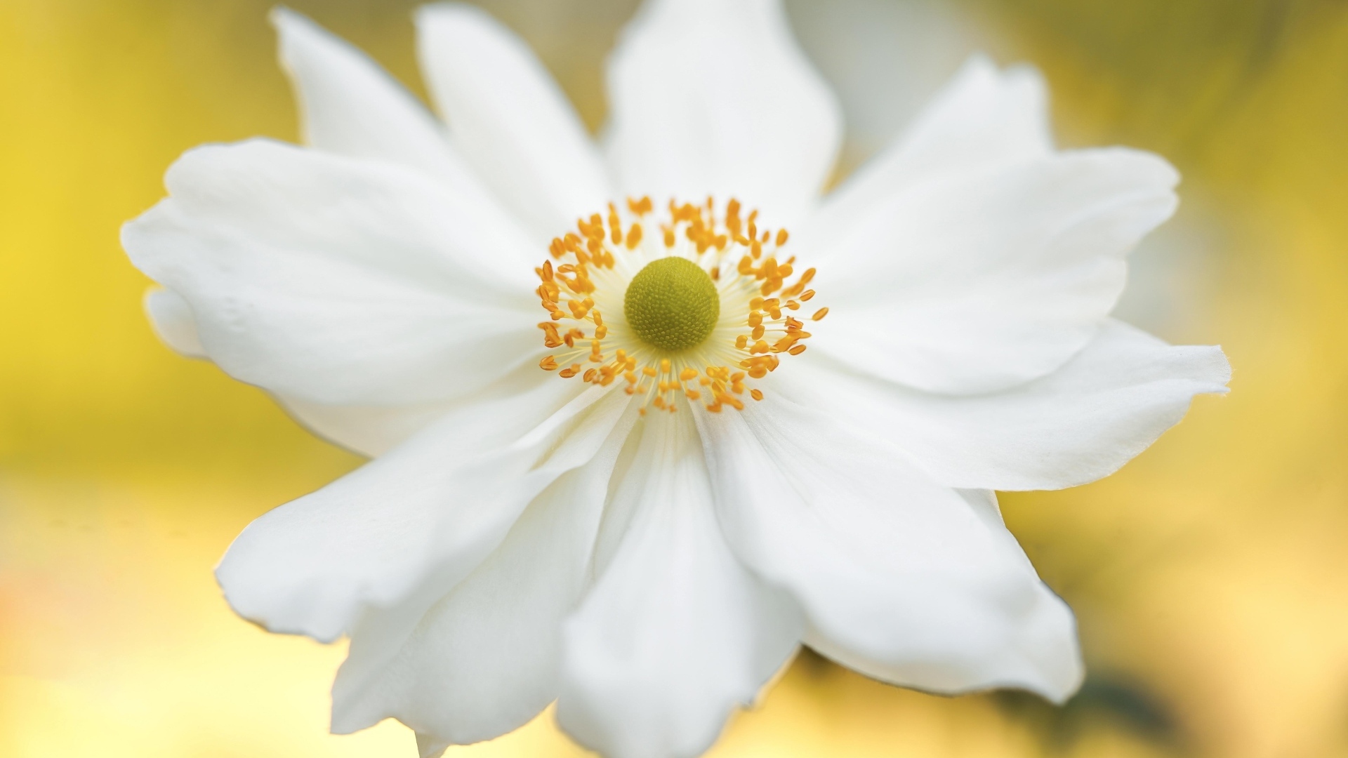 Красивый белый цветок анемоны крупным планом