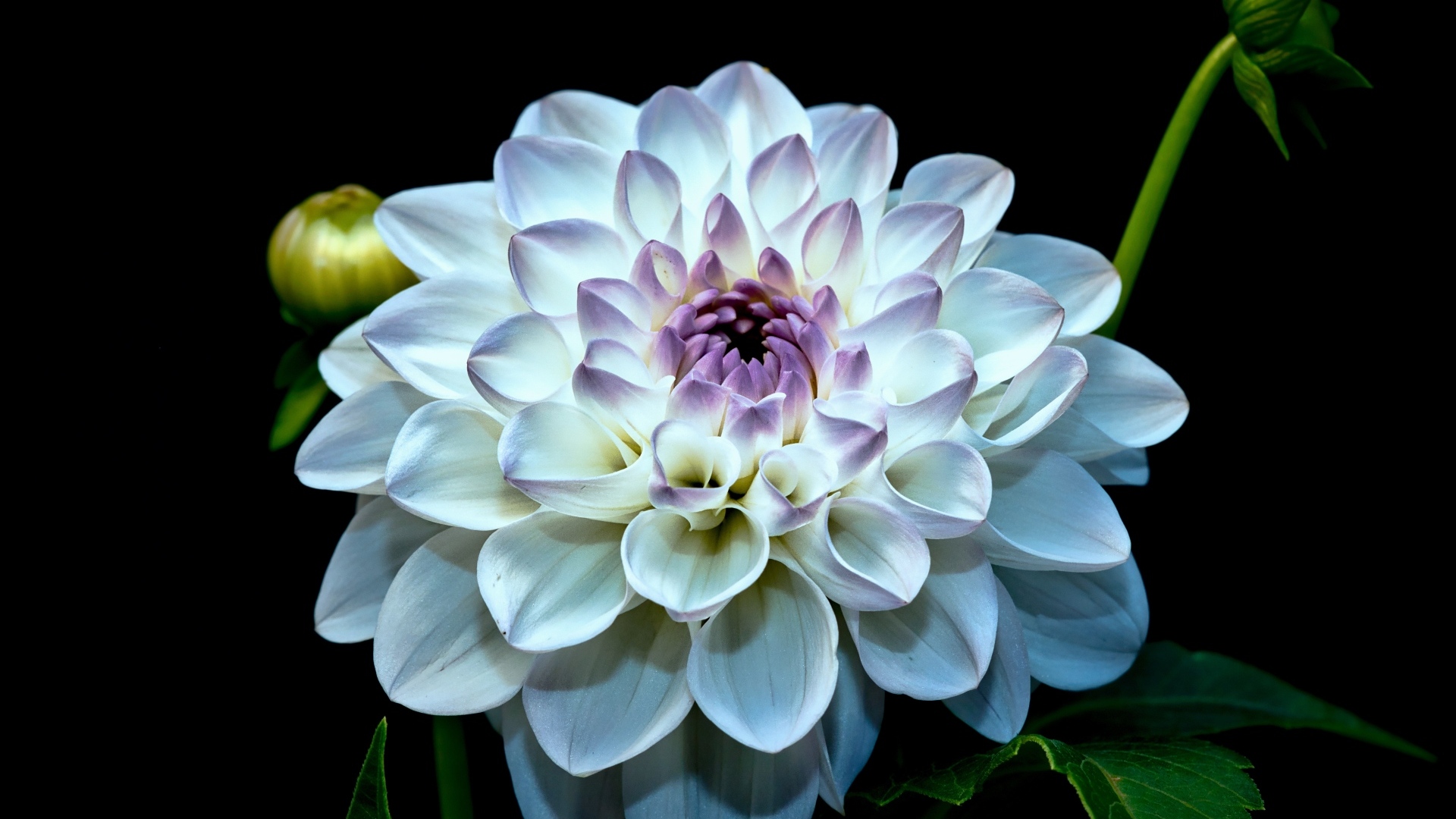 Красивый белый цветок георгина с бутонами на черном фоне