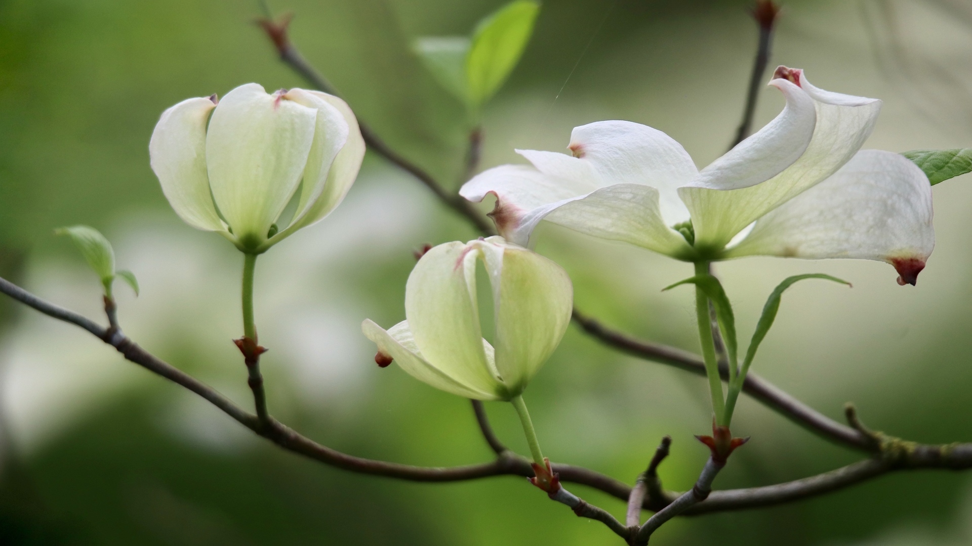 Красивые белые цветы кизила на ветке