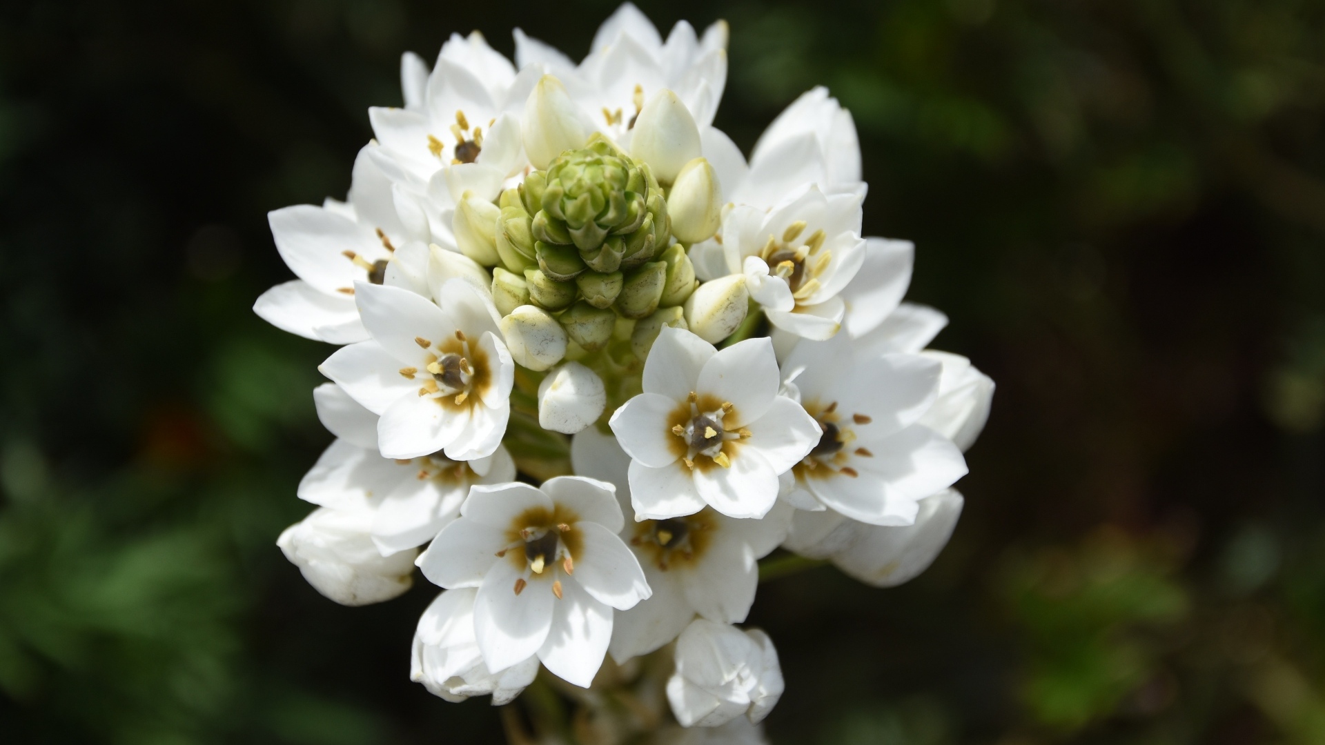 Красивый белый цветок распускается в саду