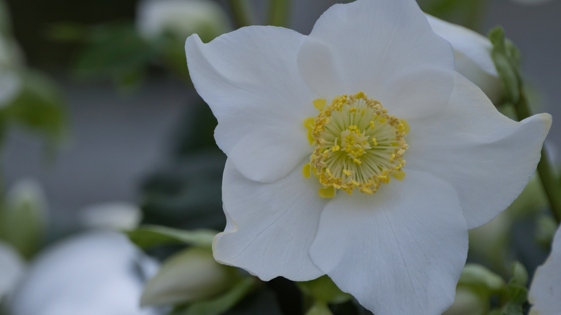 Красивый белый цветок морозник вблизи