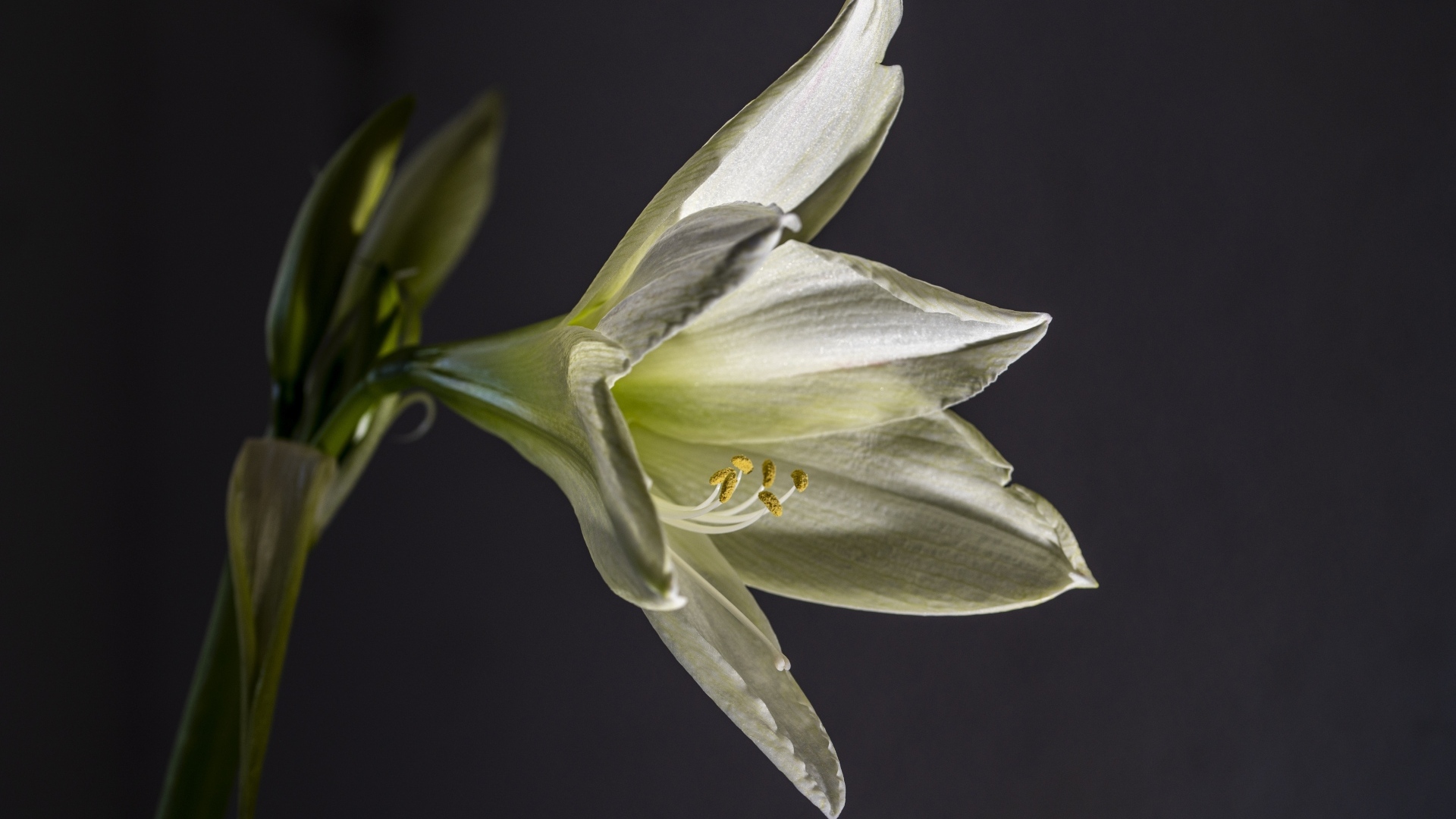 Красивая белая лилия на сером фоне