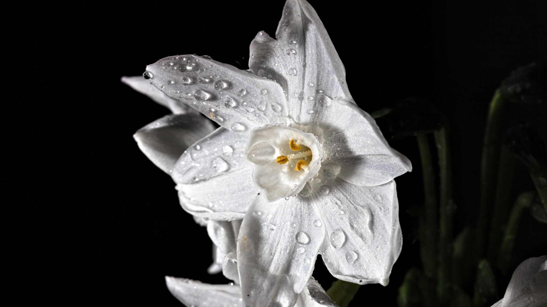 Красивый белый цветок нарцисса в каплях росы