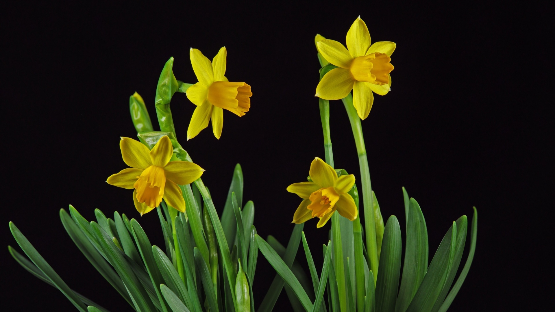 Красивые желтые нарциссы на черном фоне