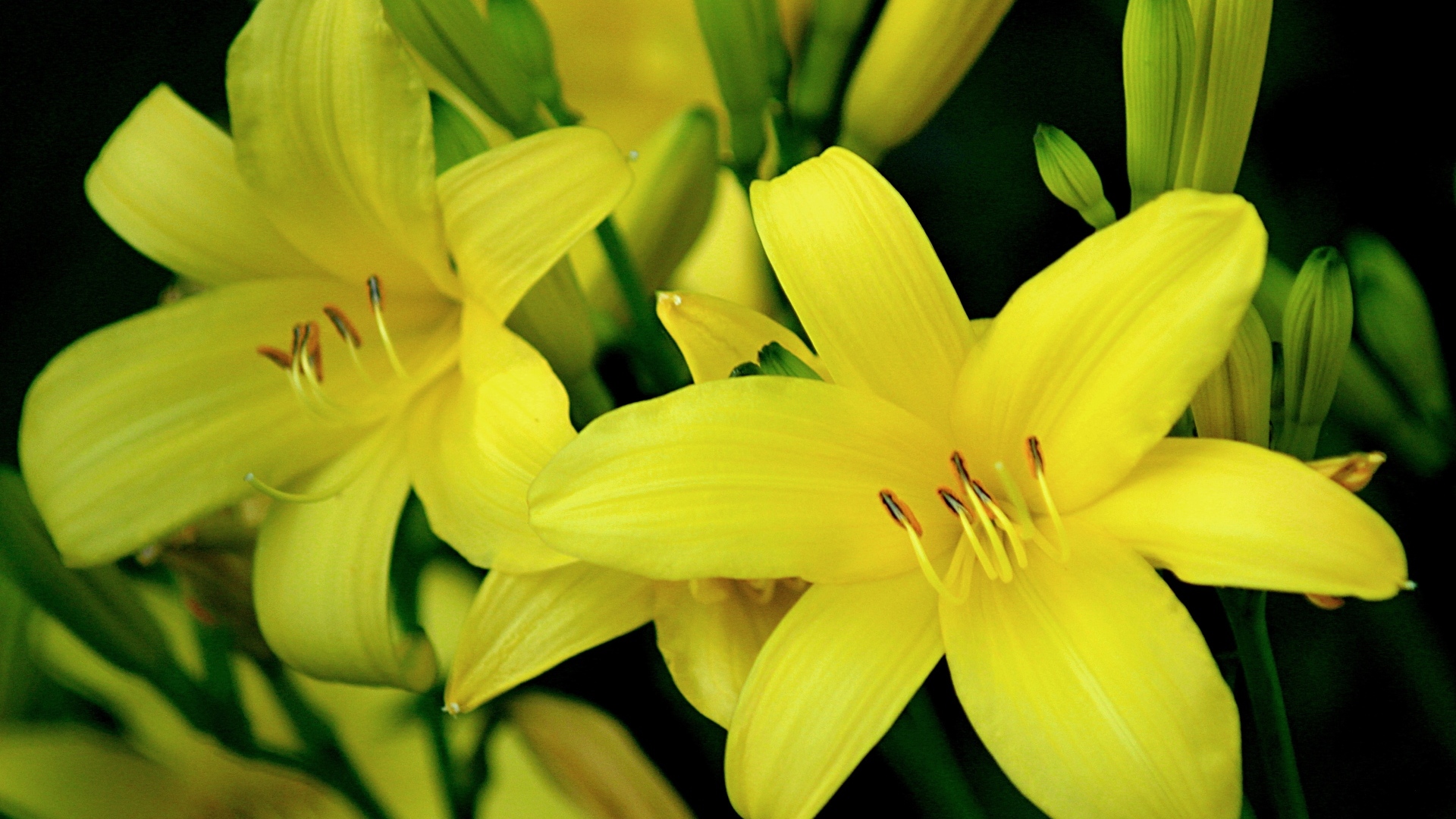 Красивая желтая садовая лилия