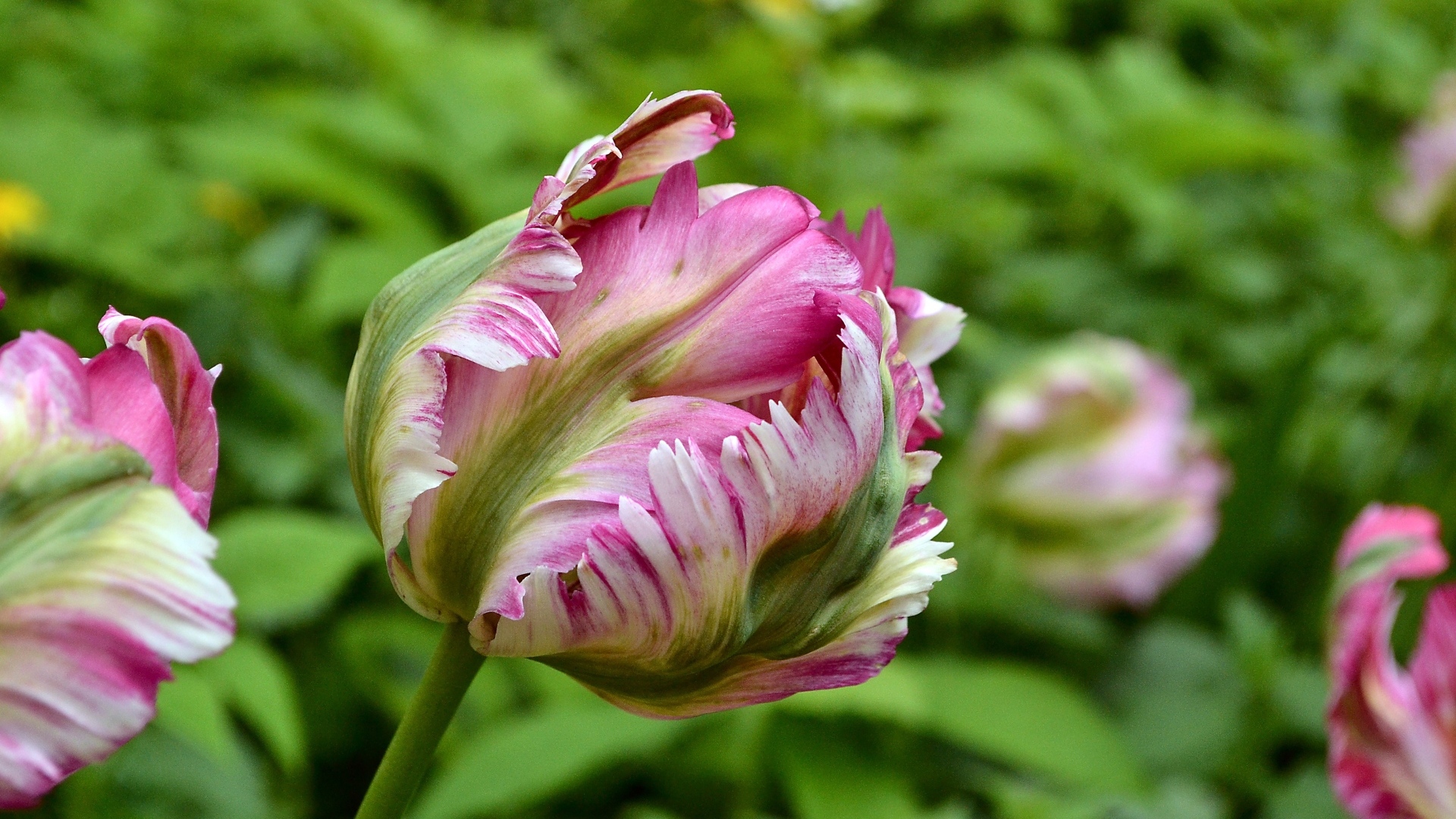 Распускающийся розовый тюльпан на клумбе