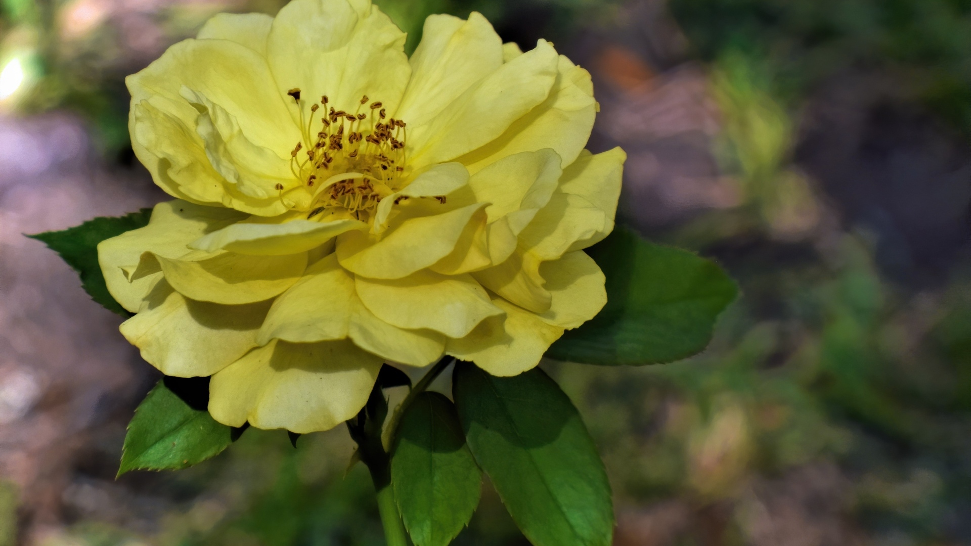 Отцветающая желтая роза в саду