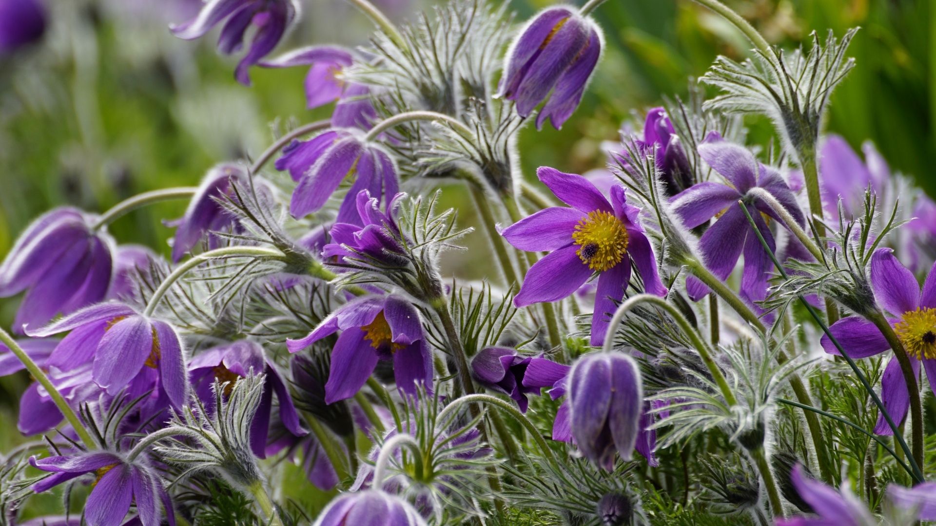 Синие цветы полевого прострела