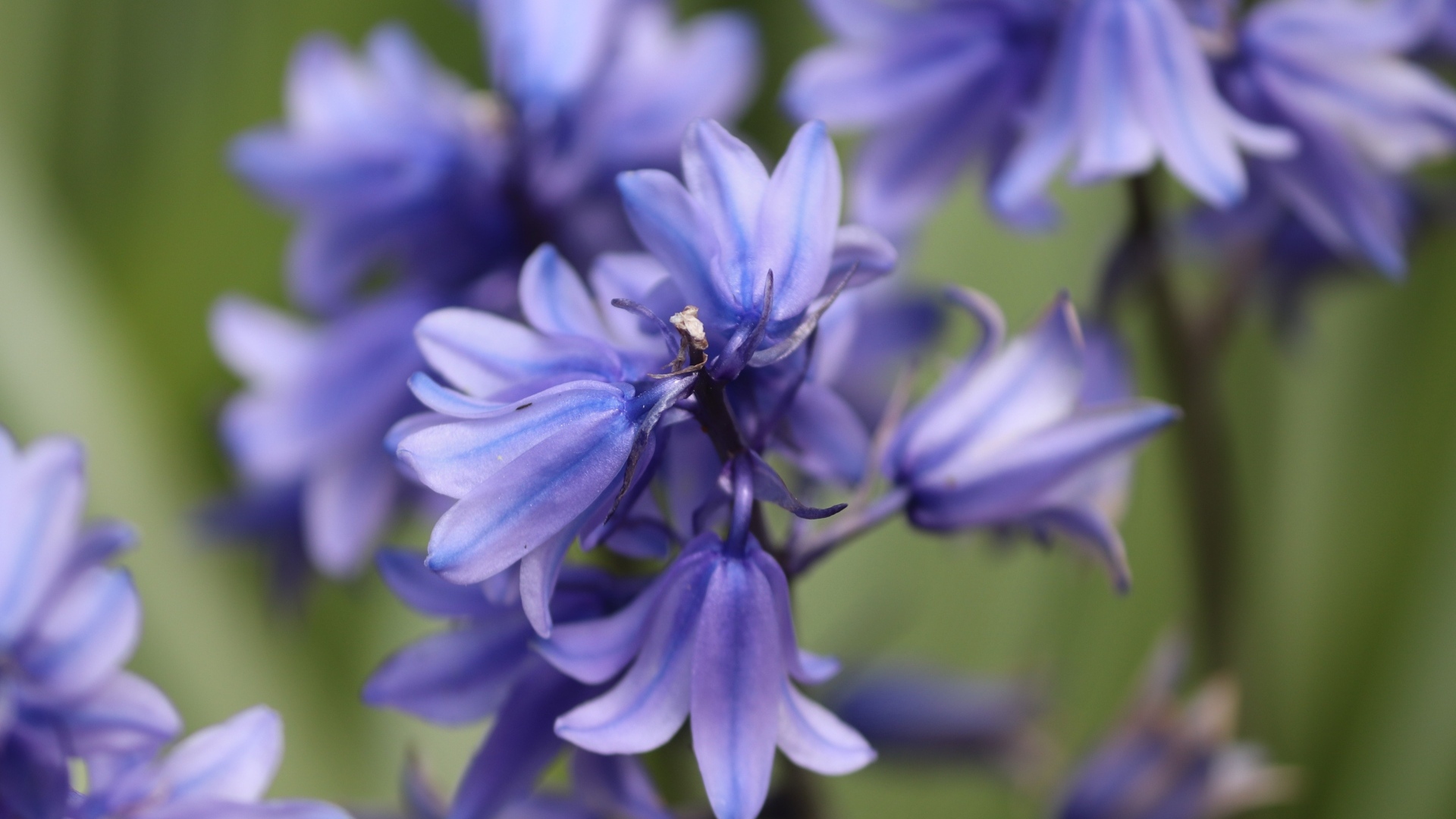 Синие цветы гиацинта вид сверху