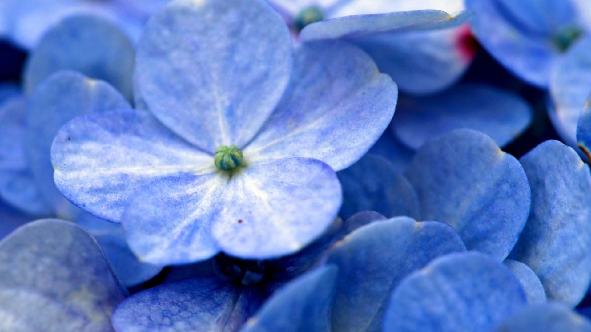 Синие цветы гортензии крупным планом