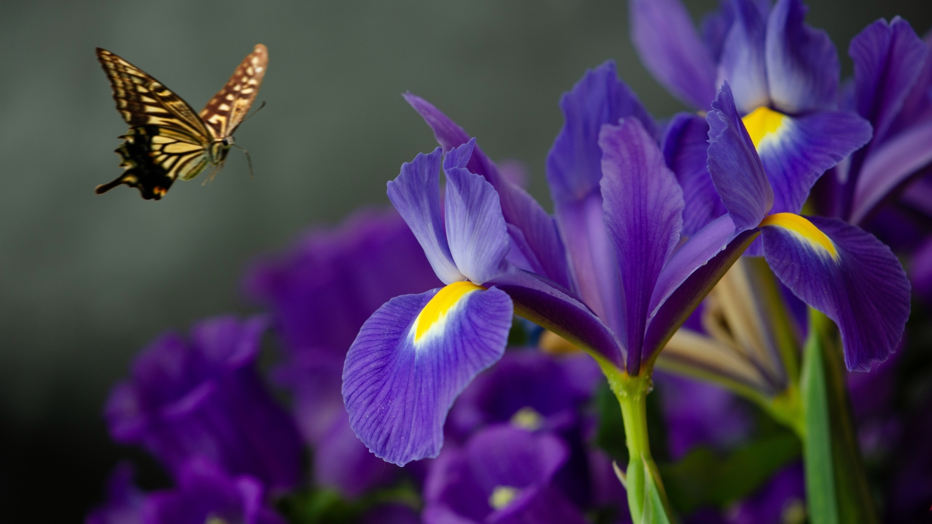 Синие цветы ириса с бабочкой