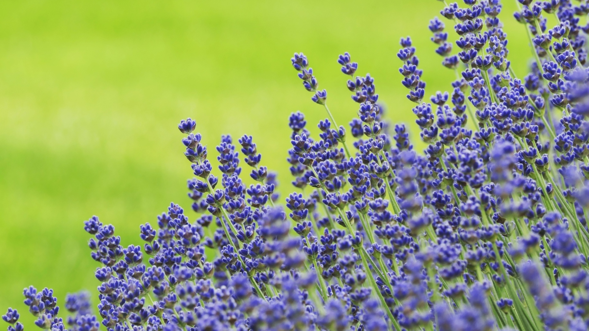 Синие цветы лаванды на зеленом фоне