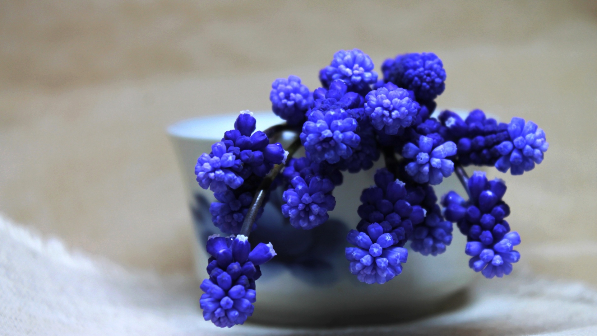 Синие цветы мускари в белой вазе на столе