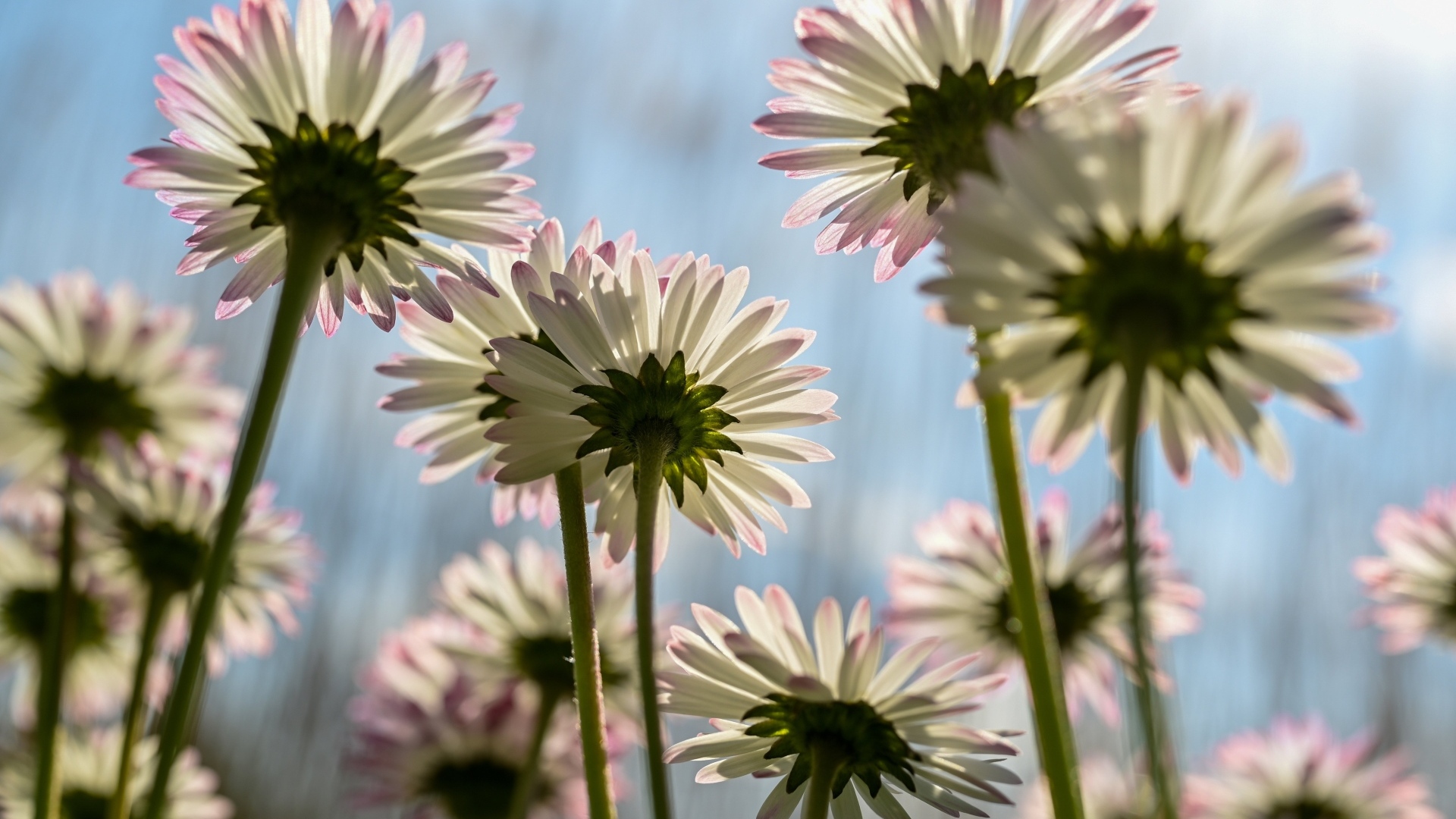 Вид снизу на маленькие цветы маргаритки